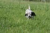 SETTER ANGLAIS 311